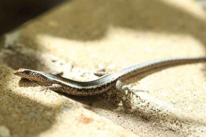 Cryptoblepharus virgatus