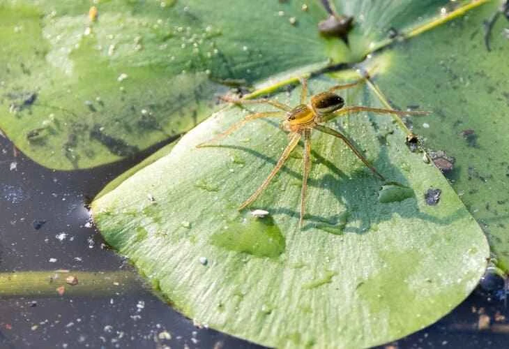 Water Spider