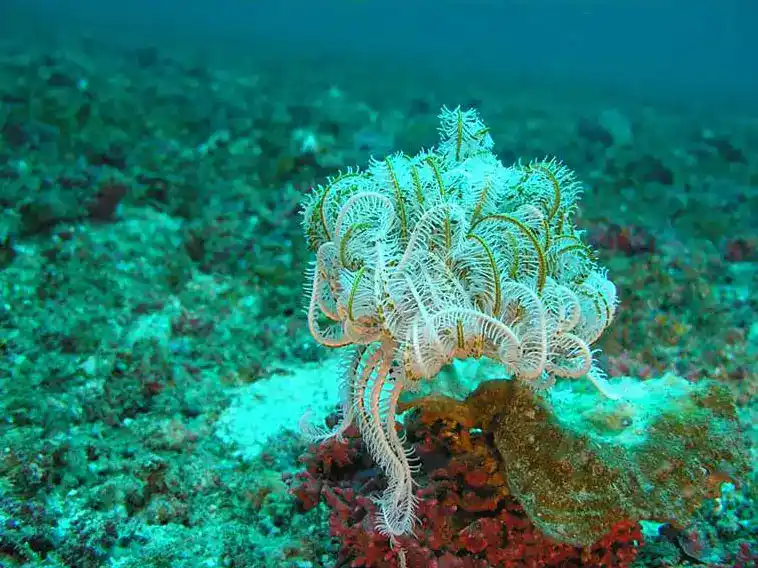 Crinoids (Feathered Star/Crinoids - General Overview)