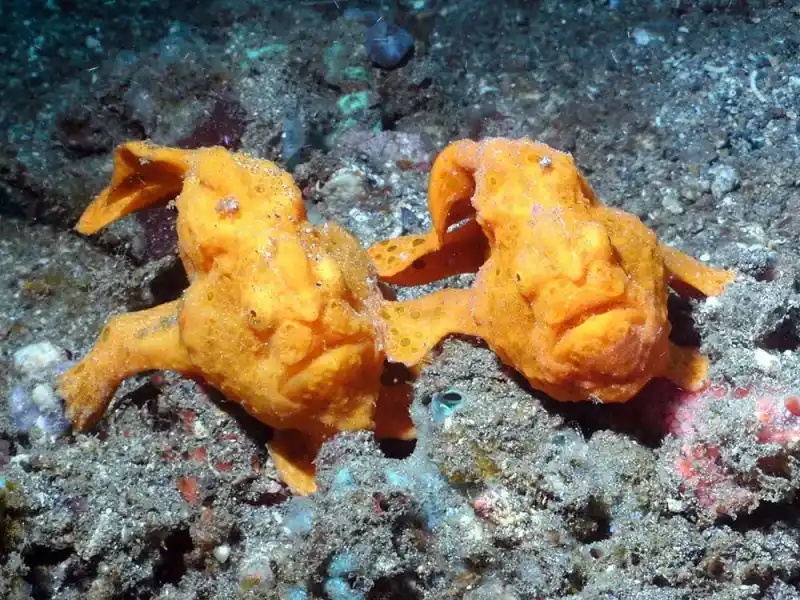 The genus *Antennarius* (also known as frogfish)