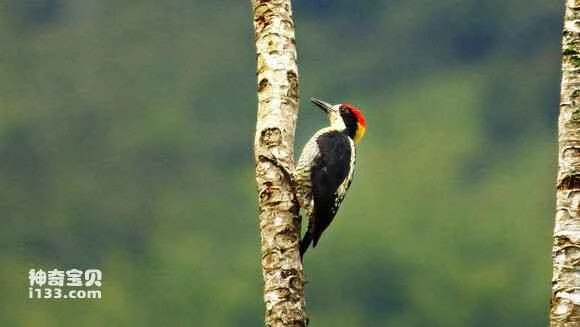 2023052618651954.jpg 994af4514fc2d56268afe5c1ec1190ef77c66cee_九雷图片转换器.jpg