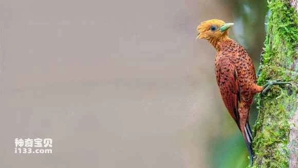 2023062215551887.jpg f4584735349b033ba0d0082f1ece36d3d439bd5b_九雷图片转换器.jpg