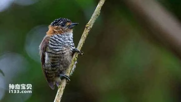 2023070910726832.jpg 899ee512632762d0435b4e5eabec08fa503dc65a_九雷图片转换器.jpg