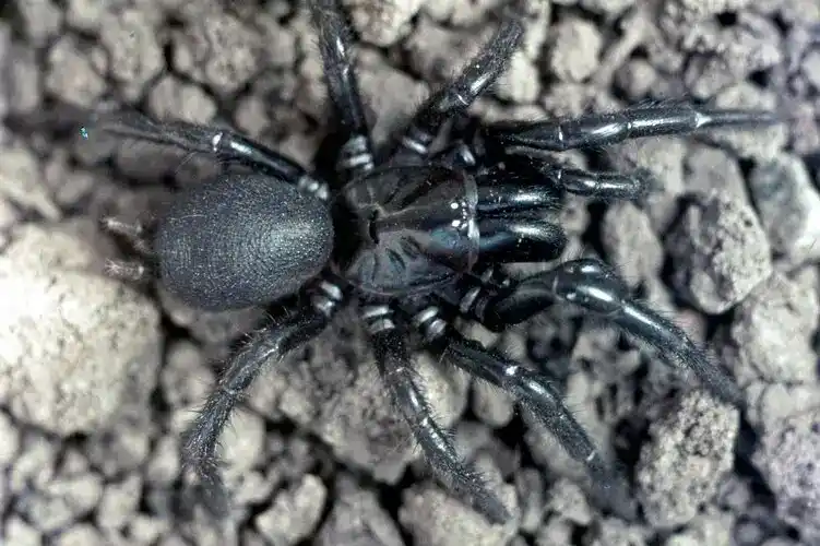South Sydney funnel-web spider, *Atrax montanus rainbow*, 1914