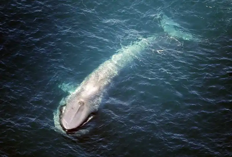 Blue Whale