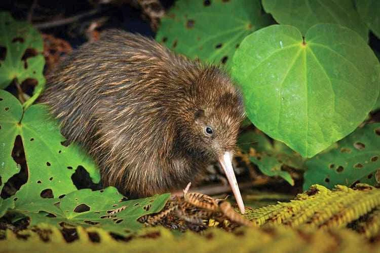 Kiwi (general overview), Apteryx (genus)