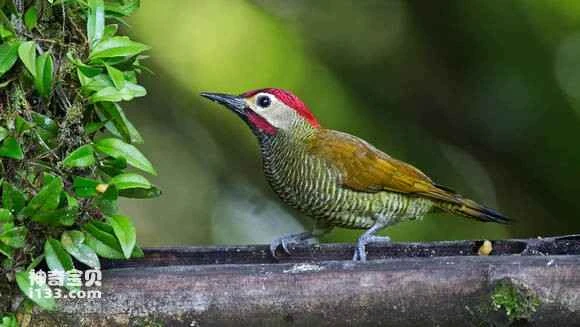 2023070519863909.jpg a66a597bdab44aed5fef8e1eb81c8701a08bfb1e_九雷图片转换器.jpg