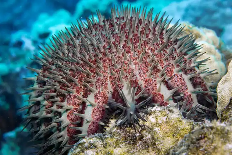 Acanthaster planci
