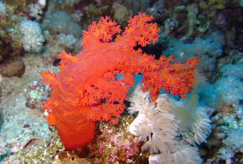 Dendronephthya sp. (Carnation soft coral)
