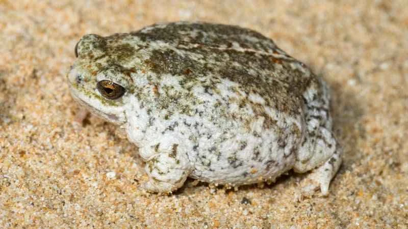 Northern Sand Dune Frog
