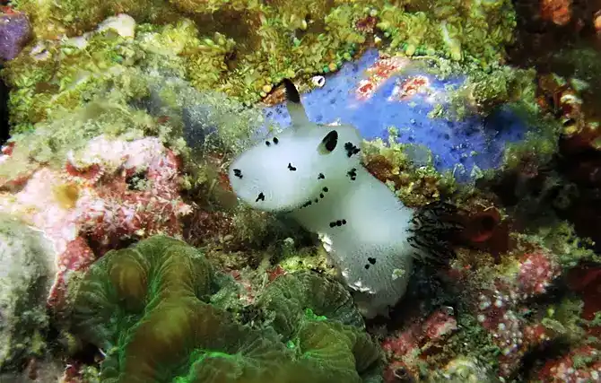 Jorunna funebris (Black-ringed sea slug)