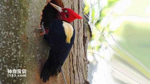 2023070721481255.jpg e62e7f395343fbf2071486ddbb7eca8064388f83_九雷图片转换器.jpg