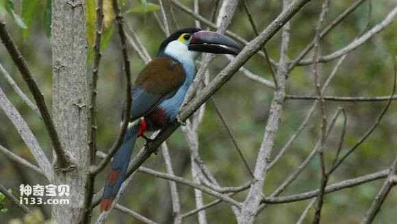 2023052012291876.jpg 809e67fb513d2697c3fdc2635efbb2fb4316d852_九雷图片转换器.jpg