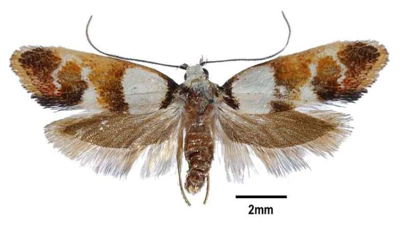 Lepidoptera: various species associated with Australian mallee habitats
