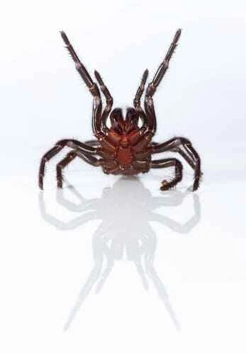 Sydney funnel-web spider