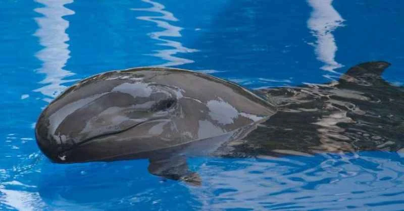 False killer whale,Pseudorca crassidens