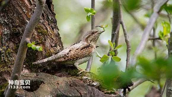 2023070916104276.jpg f54bd9013af33a87f64f90e5cd5c10385243b5a6_九雷图片转换器.jpg