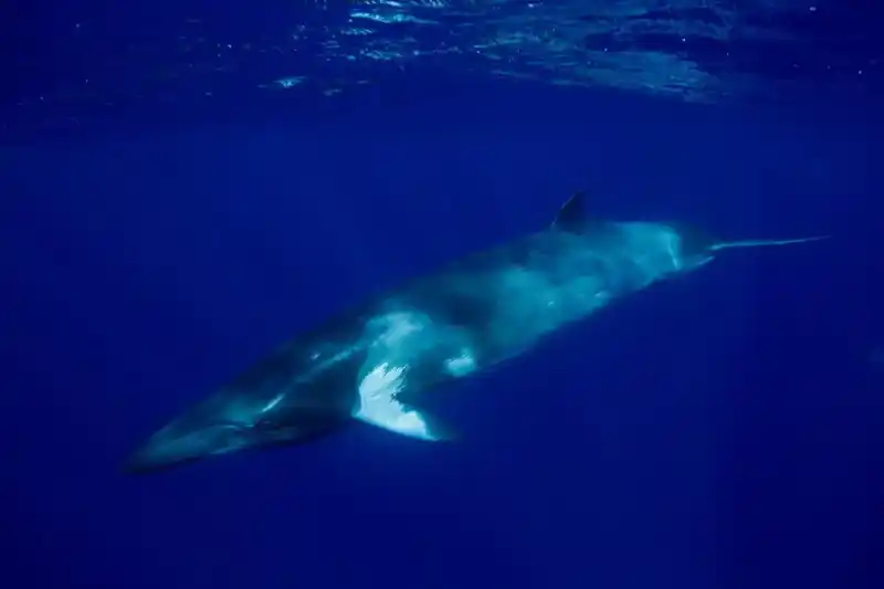 Minke whale (common minke whale)
