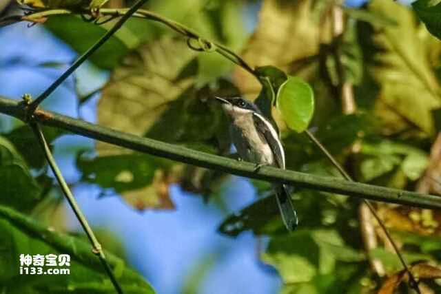 Brown-backed Flycatcher, Brown-backed Magpie-Shrike, Brown-backed Flowery Shrike