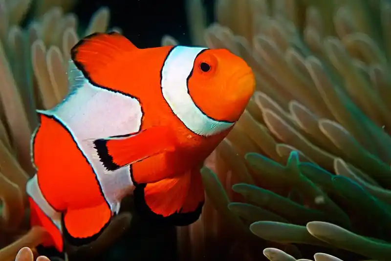 Clownfish subfamily, Amphiprioninae (genus: Amphiprion; some classifications include Premnas into Amphiprion).
