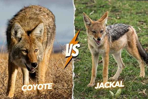 2024120620966878.jpg Jackal-and-coyote-fight (1).jpg