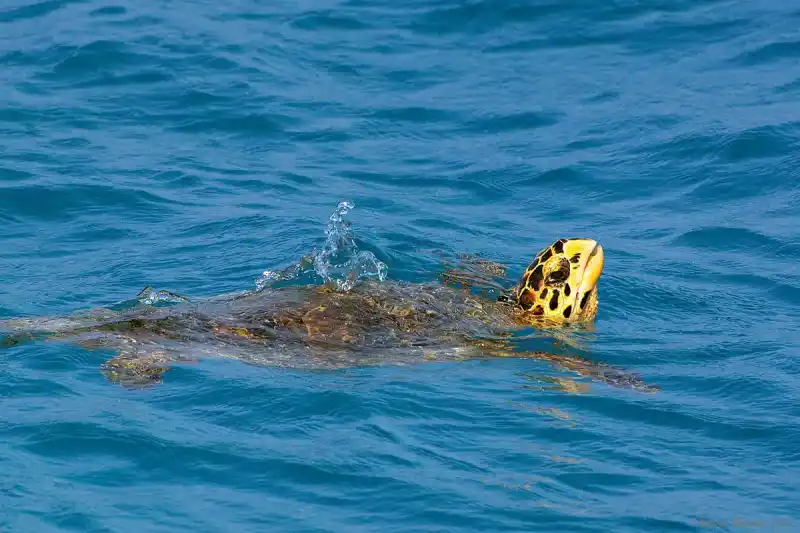 Hawksbill turtle