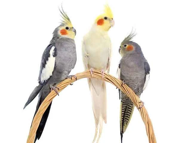 cockatiel,