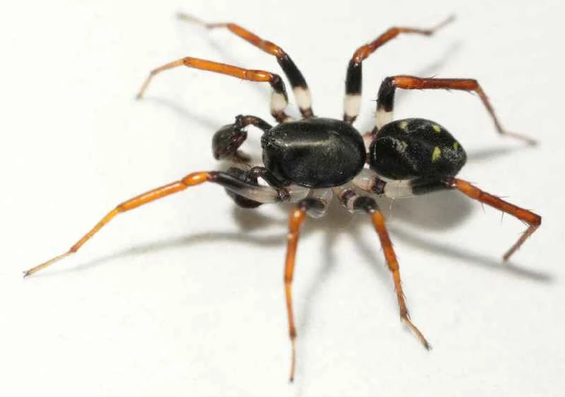 Ant-eating spiders, Zodariidae (representative genus: Zodarion, etc.; also includes some ant-mimicking jumping spiders)