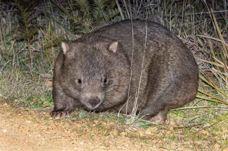 Naked-nosed wombatus, Vombatus ursinus