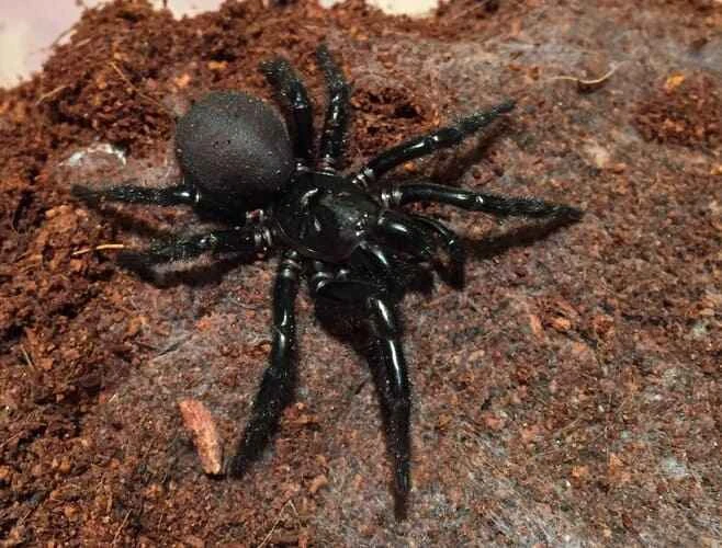 Sydney funnel-web spider