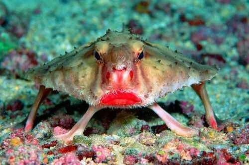 Red-lipped batfish, Galapagos batfish, Darwini batfish, Ogcocephalus darwini