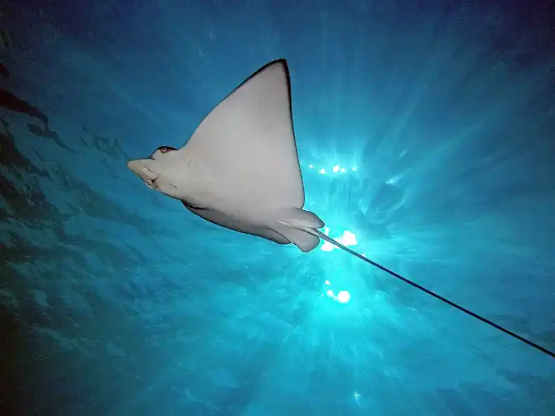 Rajiformes｜Skates,Rajiformes