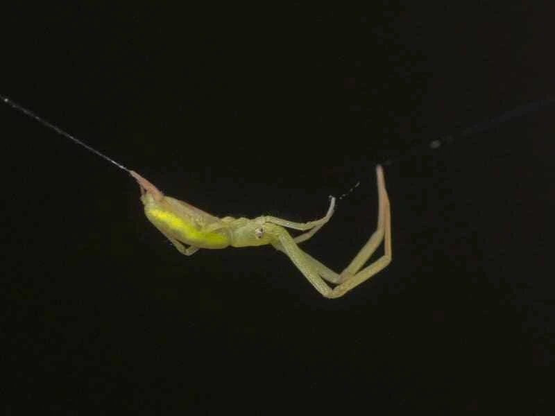 Spider in the garden