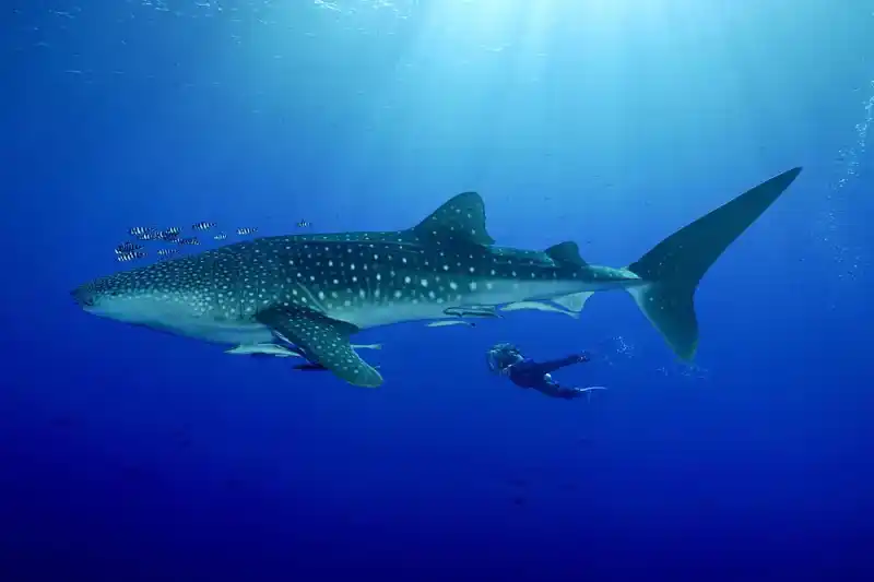 whale shark