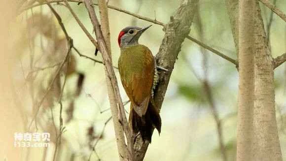 2023070610474182.jpg f12aa3be6c81800a1561baf4ba3533fa838b4732_九雷图片转换器.jpg