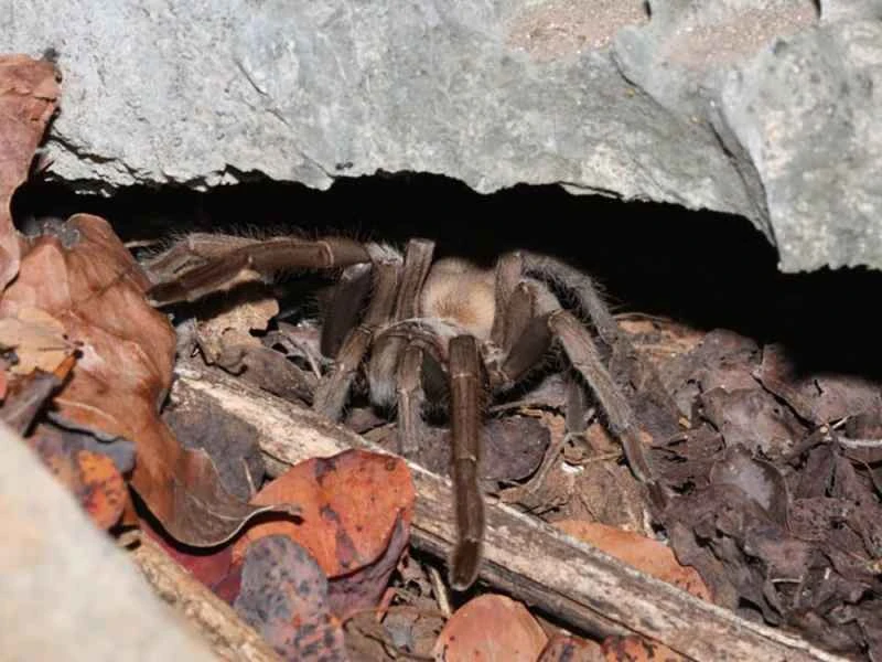Australian tarantula