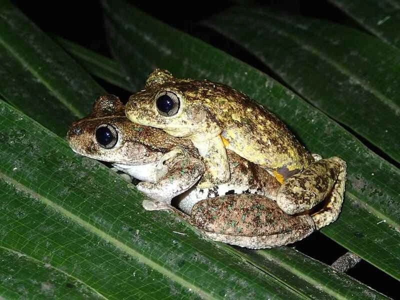 Peron's tree frog