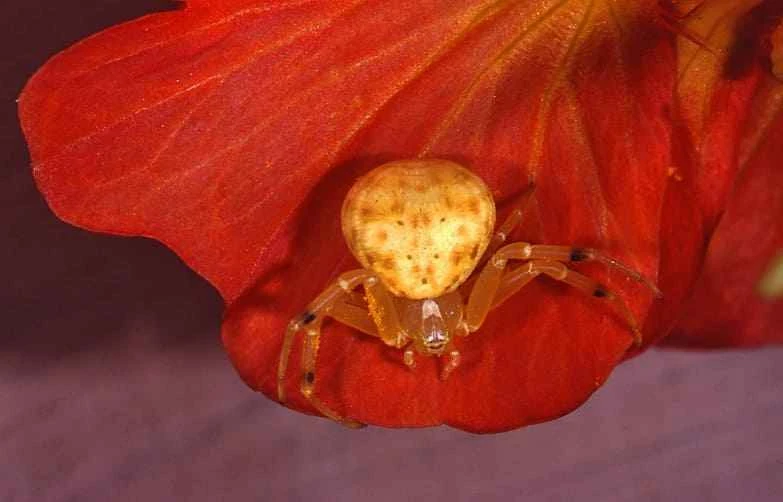 Flower Spider