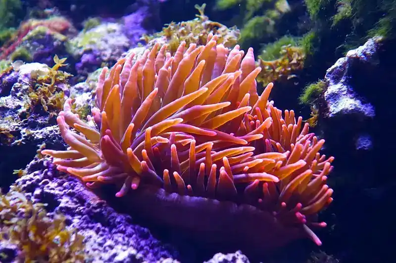 Anemones, Actiniaria