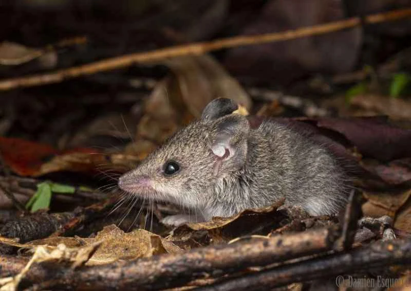 Common marsupial shrew, Sminthopsis murina