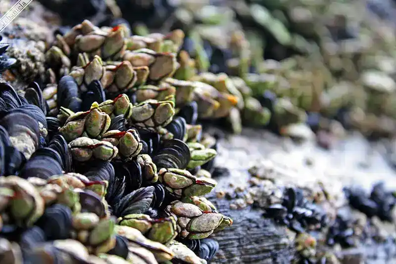 Percebes (Goose Barnacles - Overview)