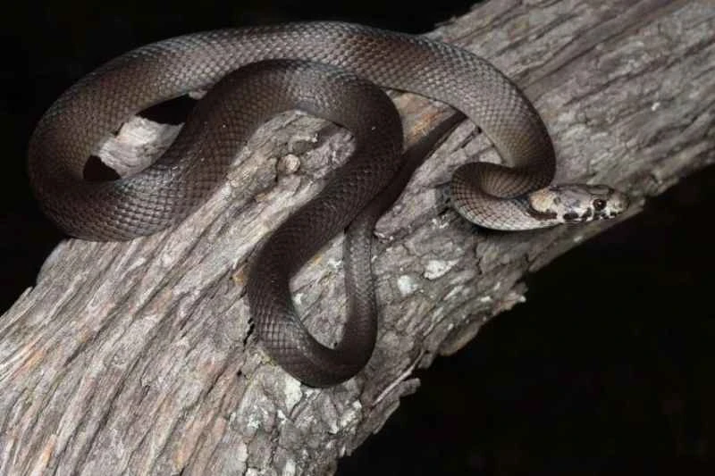 Hoplocephalus bitorquatus