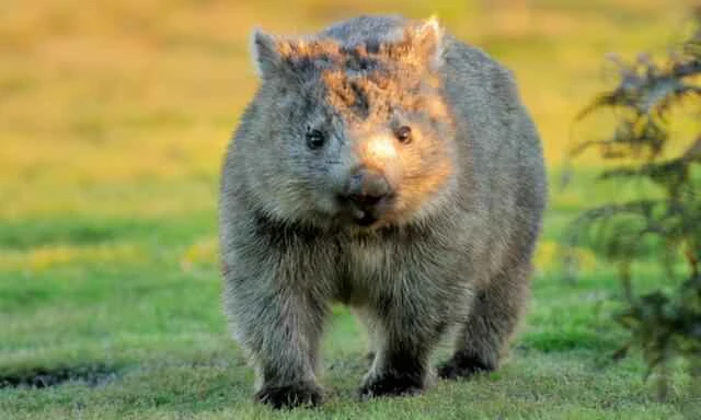 Wombat, Phascolomidae