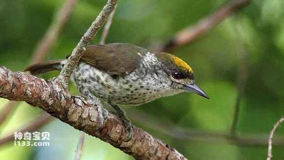 2023070919036528.jpg 52f92811b912c8fcf43a3a2df7039245d48821fc_九雷图片转换器.jpg