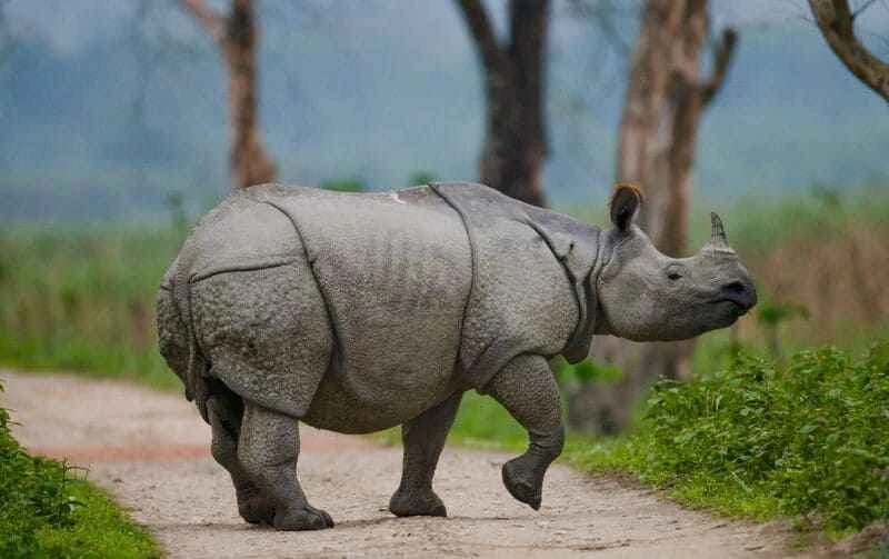 Black rhinoceros
