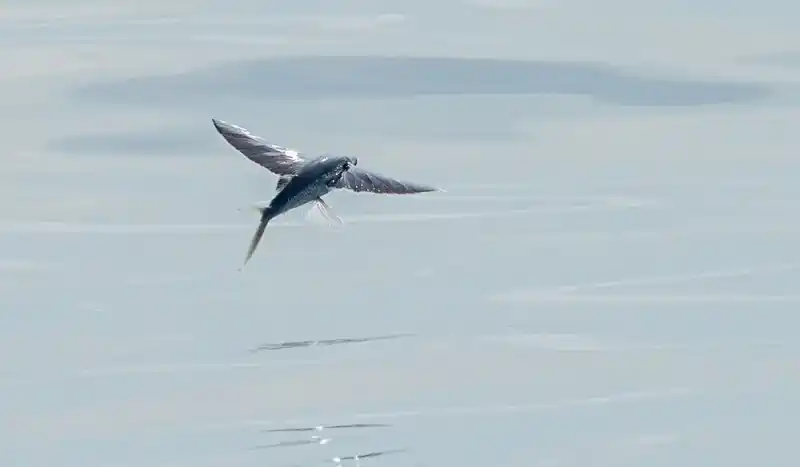 Tropical flying fish, Exocoetus volitans
