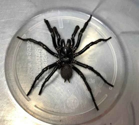 Newcastle funnel spider