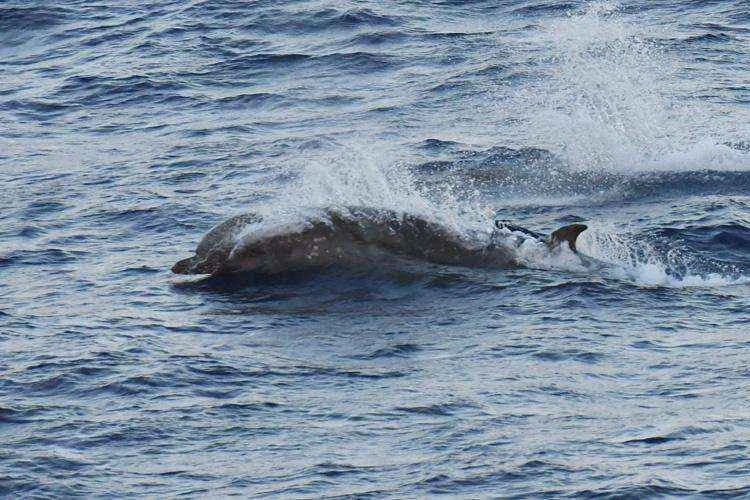 Lang's beaked whale,Indopacetus pacificus