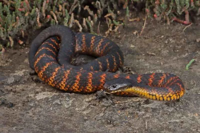 Tiger Snake