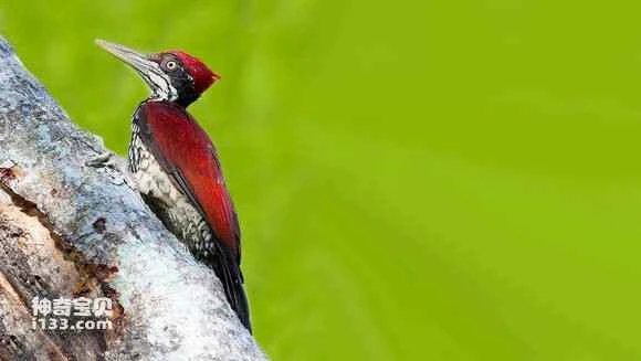 2023070812999885.jpg 19734e3eb80e7beced3b1b1e242eb93899506bdb_九雷图片转换器.jpg